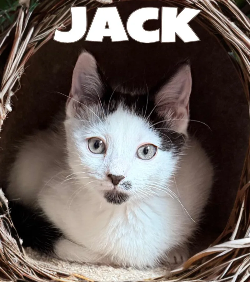 Jack  Willow Grove thumbnail 2