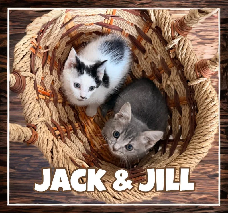 Jack  Willow Grove thumbnail 3