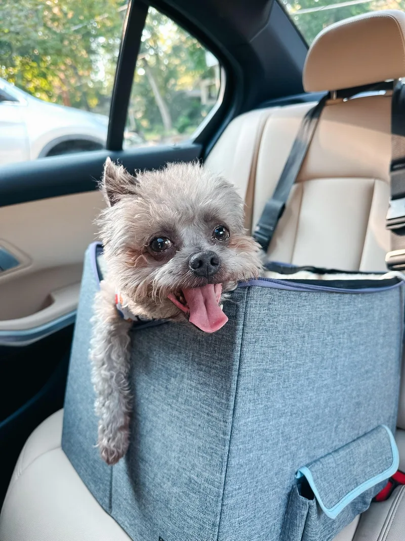 A senior small-sized male Gray / Blue / Silver Yorkie Poo dog named Teddy for adoption in Atlanta, GA