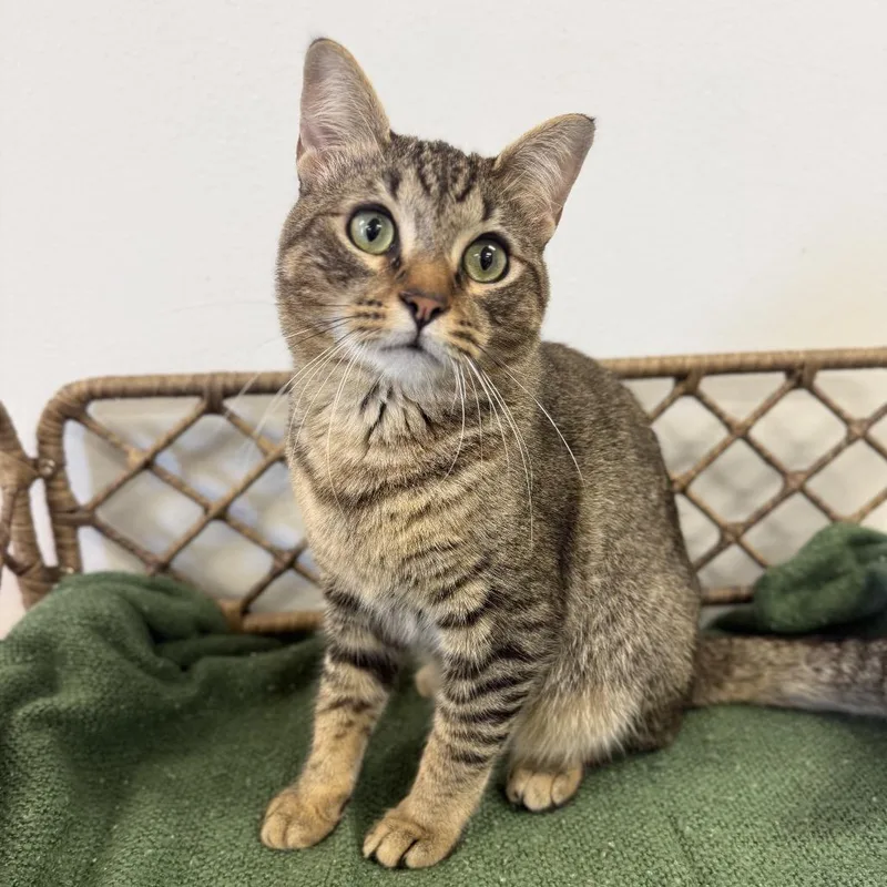A young medium-sized male Brown / Chocolate Domestic Short Hair cat named Maxwell for adoption in Houston, TX
