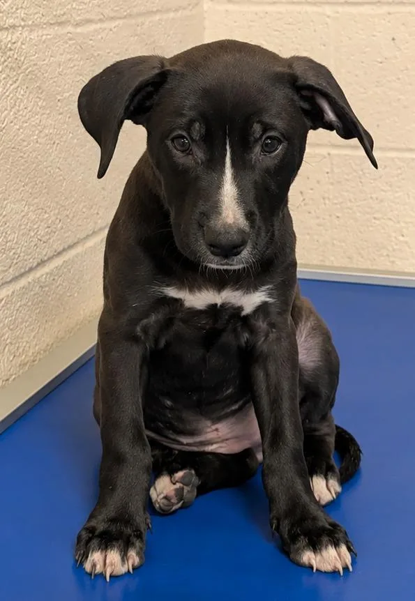 A baby medium-sized female Labrador Retriever dog named Sienna for adoption in Seven Points, TX