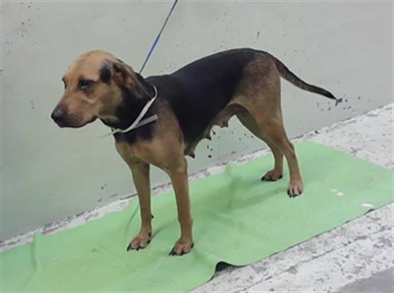 A young medium-sized female English Coonhound dog named Quinn for adoption in Houston, TX