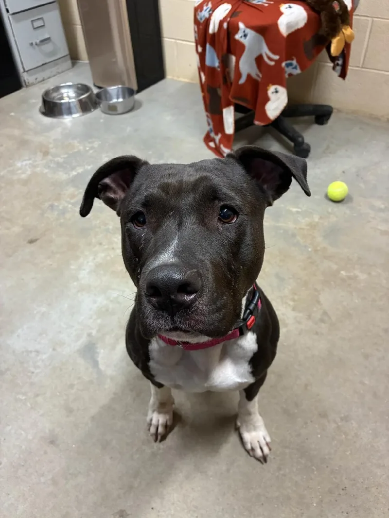 An adult medium-sized female Black American Staffordshire Terrier dog named Trixie for adoption in Augusta, WV