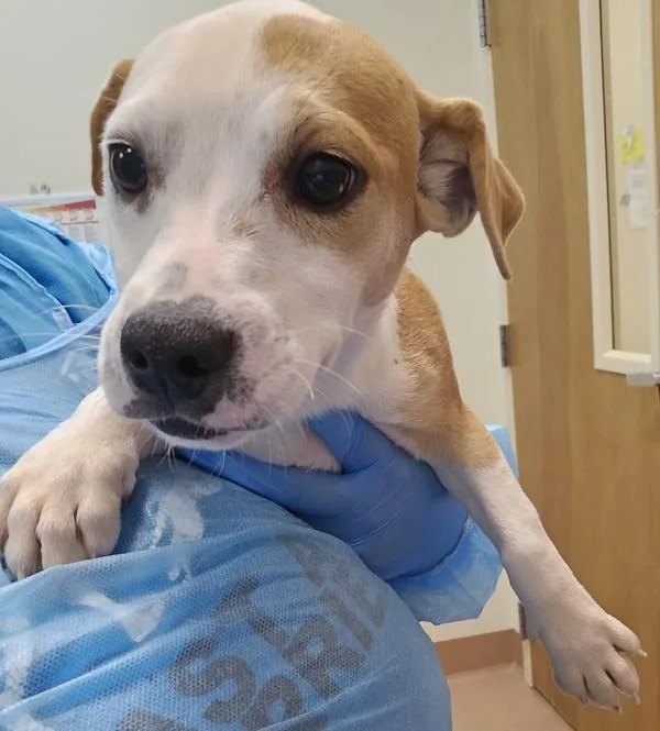 A baby medium-sized female Shepherd dog named Camila for adoption in Kennewick, WA