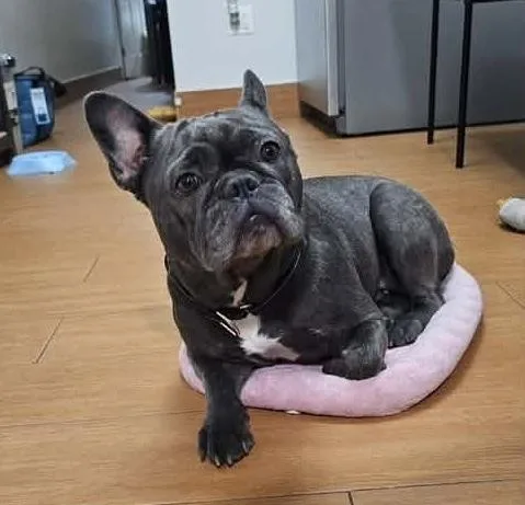 An adult medium-sized female French Bulldog dog named Tara for adoption in Long Island City, NY
