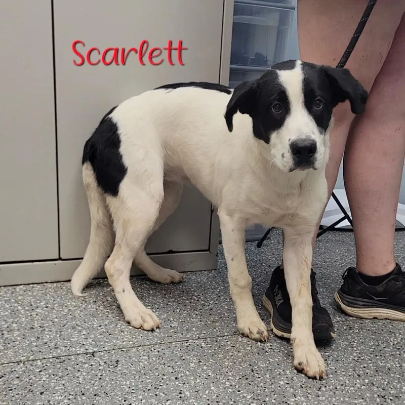 Scarlett thumbnail 4