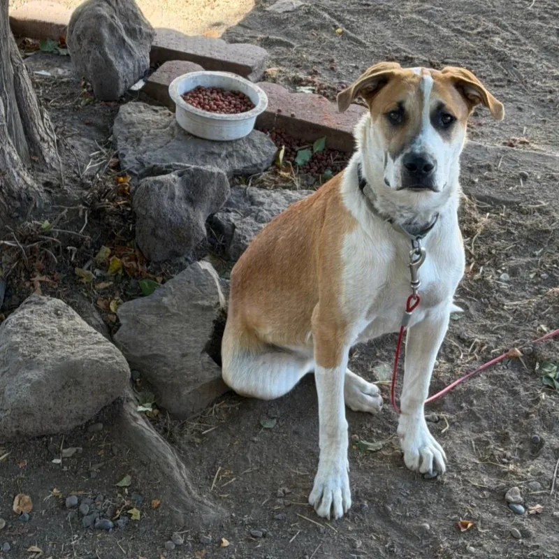 A young large-sized male American Staffordshire Terrier dog named Bacon for adoption in Klamath Falls, OR