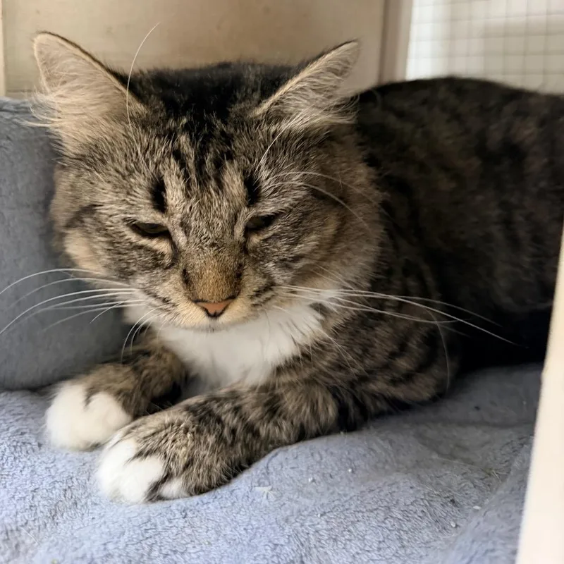 An adult small-sized female Brown / Chocolate Domestic Short Hair cat named Choriza for adoption in Nokesville, VA