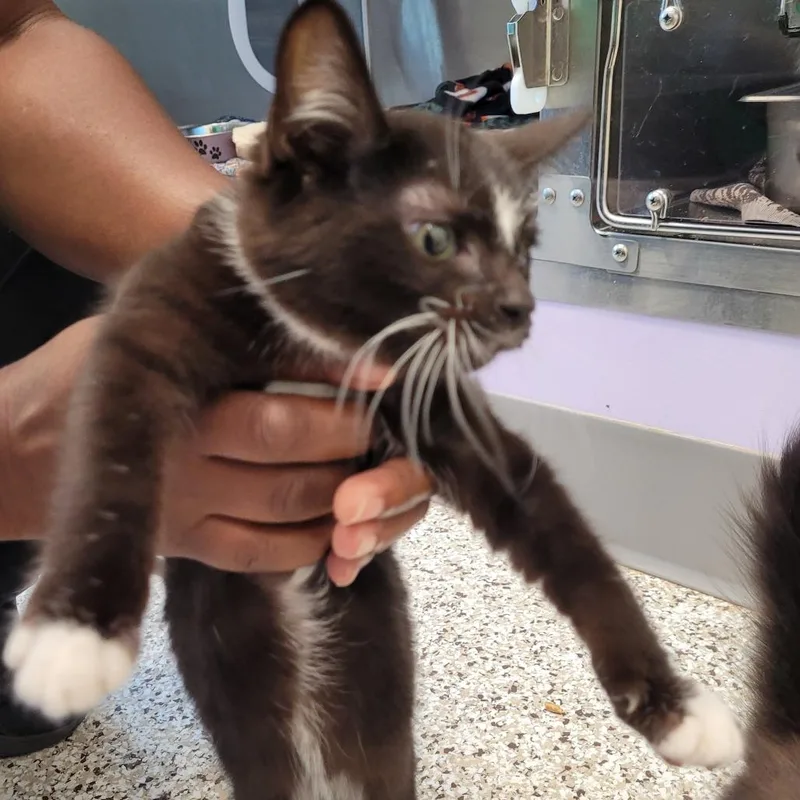 A baby small-sized female Black Domestic Short Hair cat named Diamond for adoption in Madisonville, TN