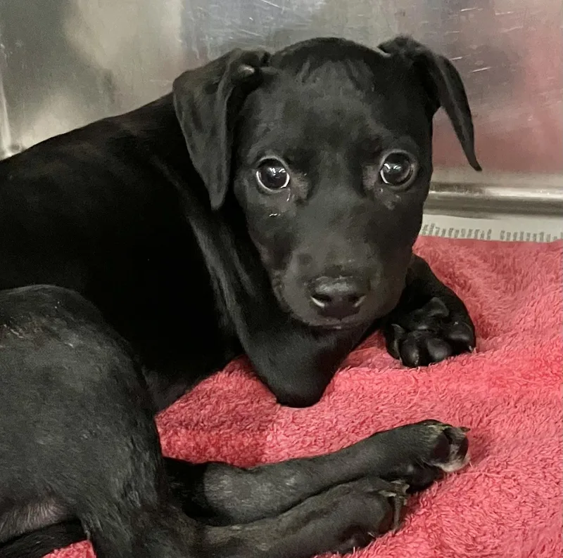 A baby medium-sized female Black Labrador Retriever dog named Holly for adoption in Parma, OH