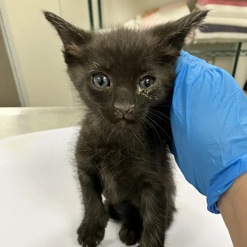 A baby small-sized male Black Domestic Short Hair cat named Pix for adoption in Las Cruces, NM