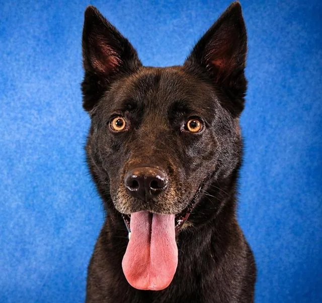 An adult medium-sized male Shepherd dog named Grayson for adoption in Pearland, TX