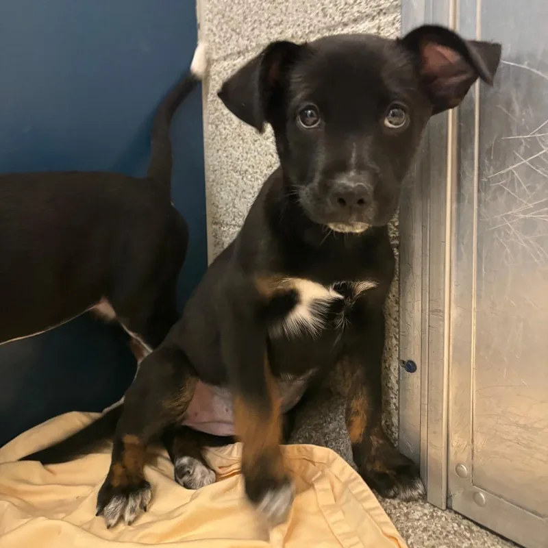 A baby small-sized female Black Mixed Breed dog named Crepe Suzette for adoption in Washington Township, OH