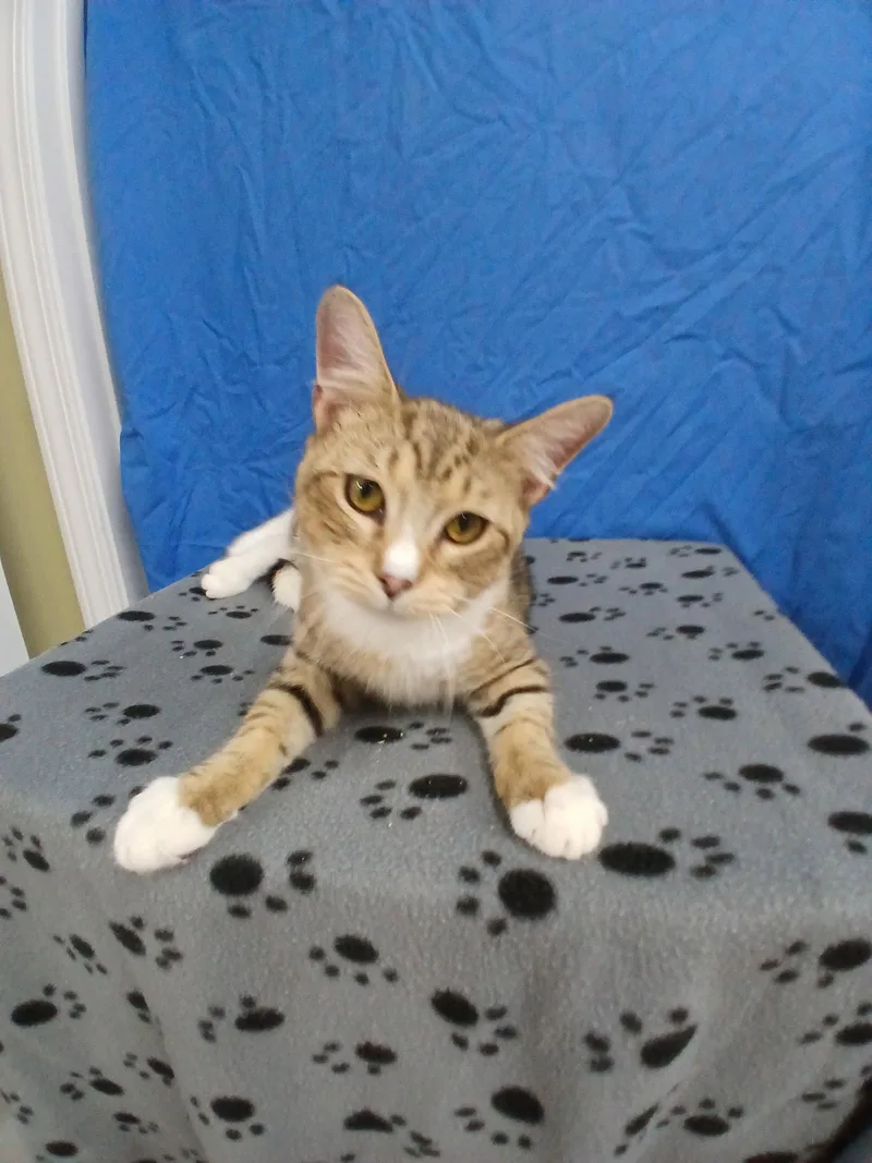 A young medium-sized male Domestic Short Hair cat named Titanic for adoption in Winton, NC