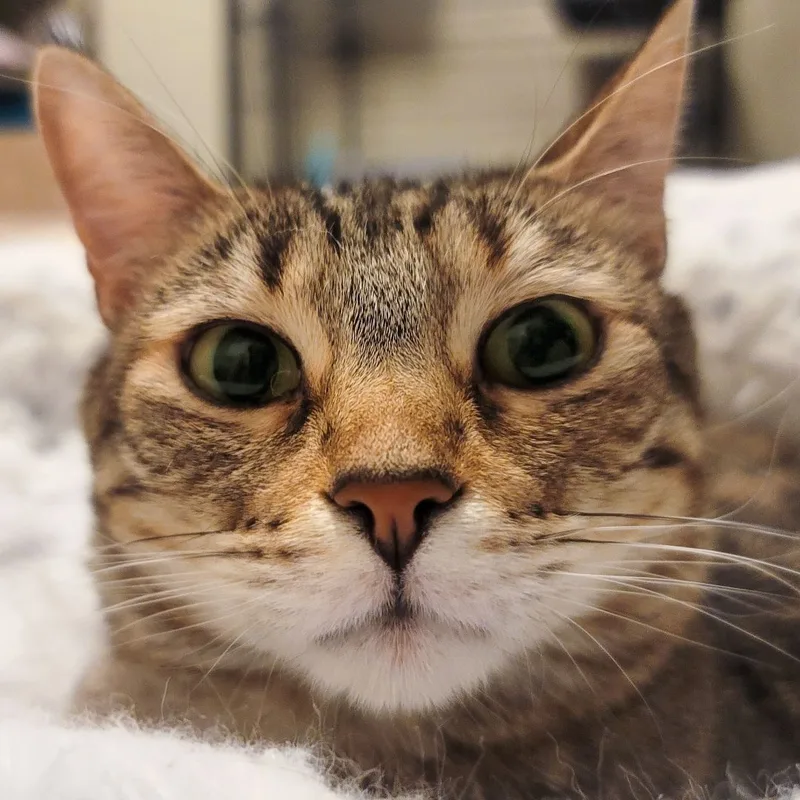 Jean Grey thumbnail 2