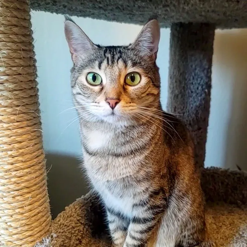 Jean Grey thumbnail 4