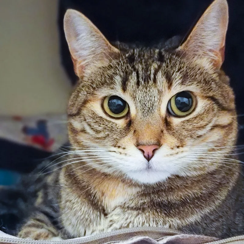 Jean Grey thumbnail 5