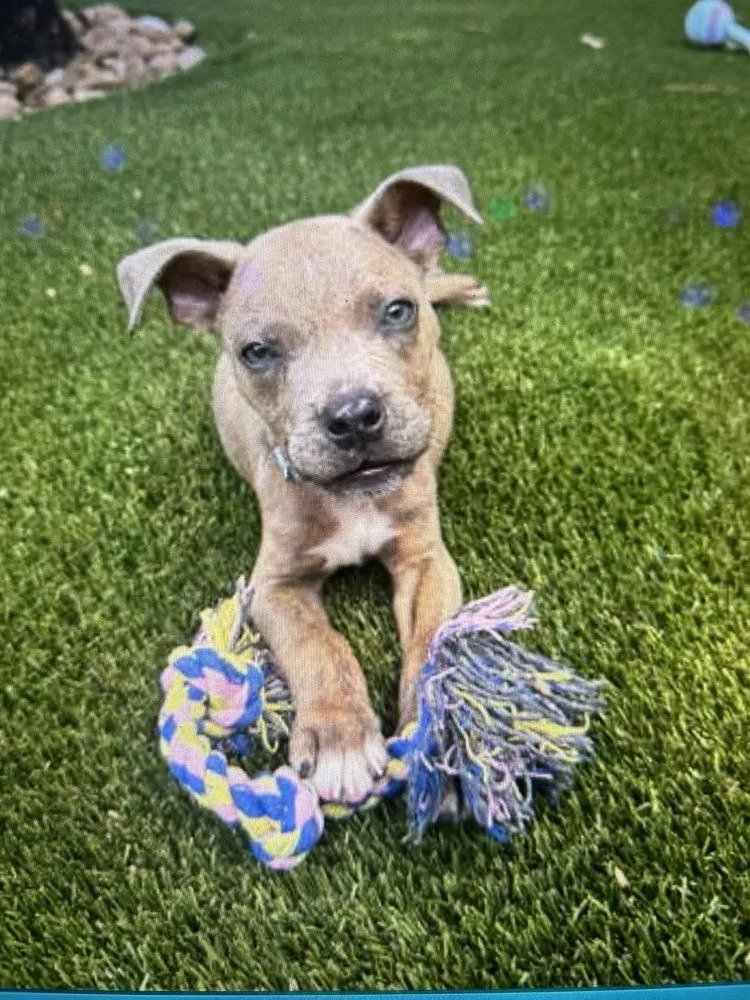 A baby small-sized male Pit Bull Terrier dog named Link for adoption in Colorado Springs, CO