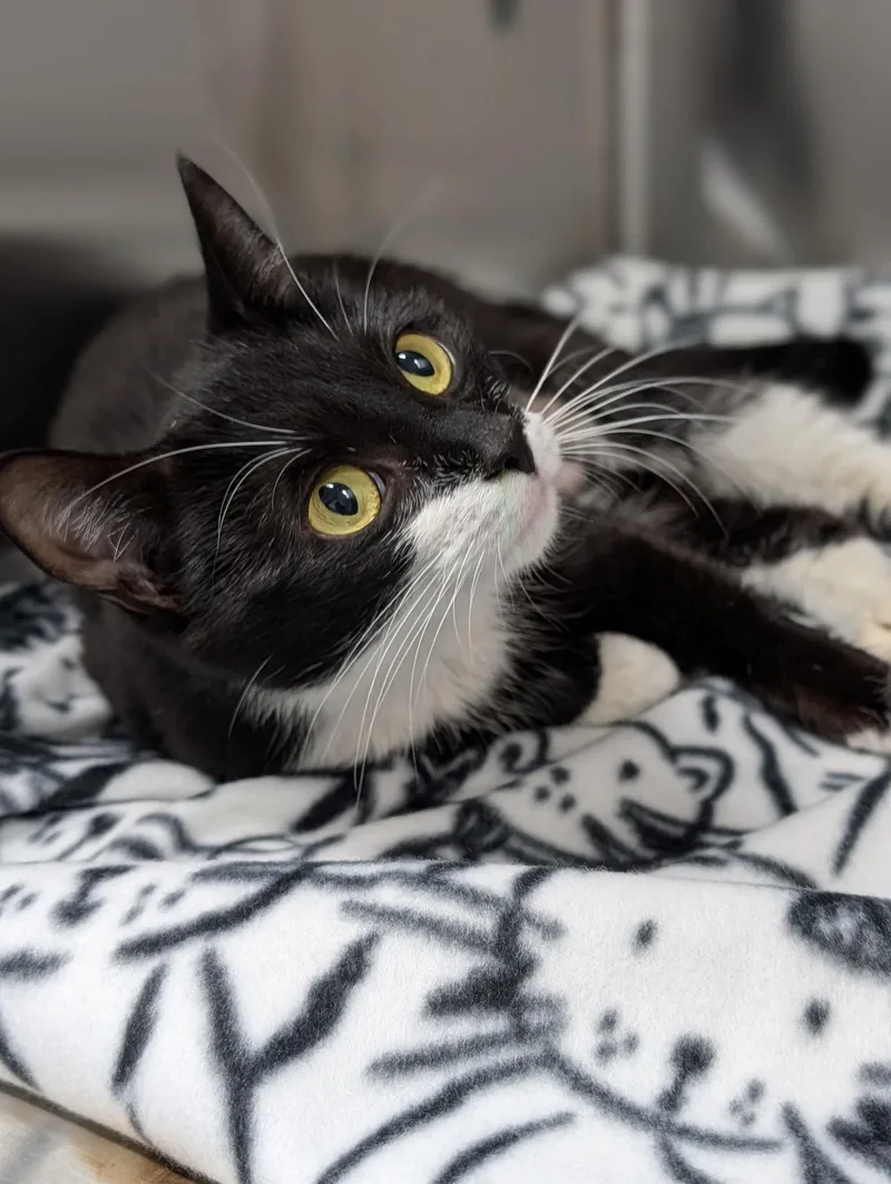 A young medium-sized female Black & White / Tuxedo Domestic Short Hair cat named Buttercup for adoption in Plainfield, NJ