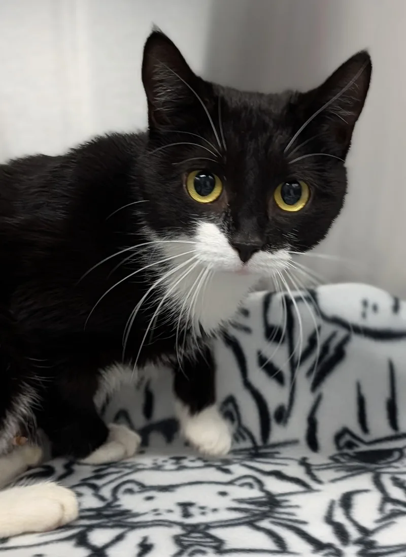 Buttercup thumbnail 2