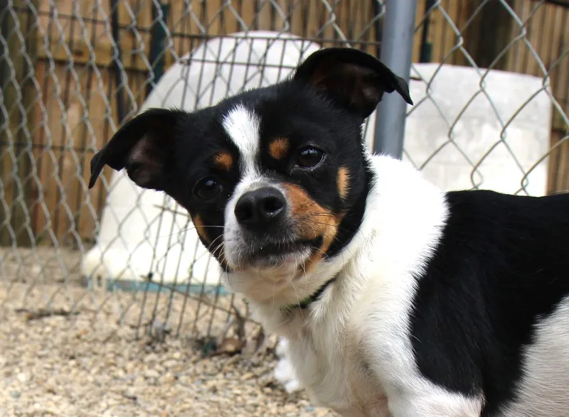 A baby small-sized male Tricolor (Brown, Black, & White) Chiweenie dog named Reo for adoption in Plain City, OH