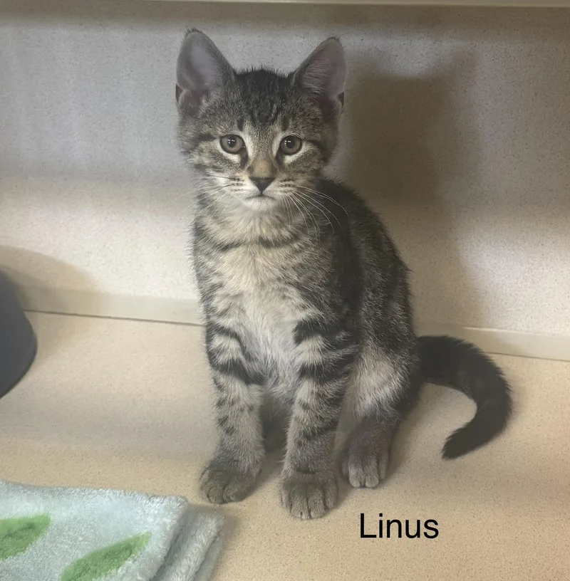 A baby medium-sized male Tabby (Gray / Blue / Silver) Tabby cat named Linus for adoption in Ulster, PA