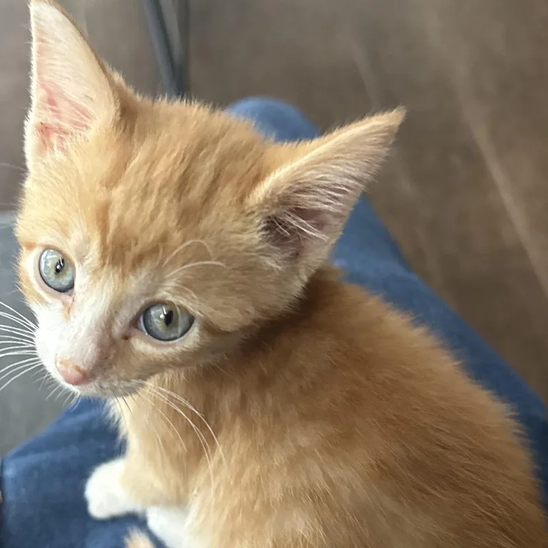 A baby small-sized female Orange / Red Domestic Short Hair cat named Tangerine for adoption in Prosper, TX
