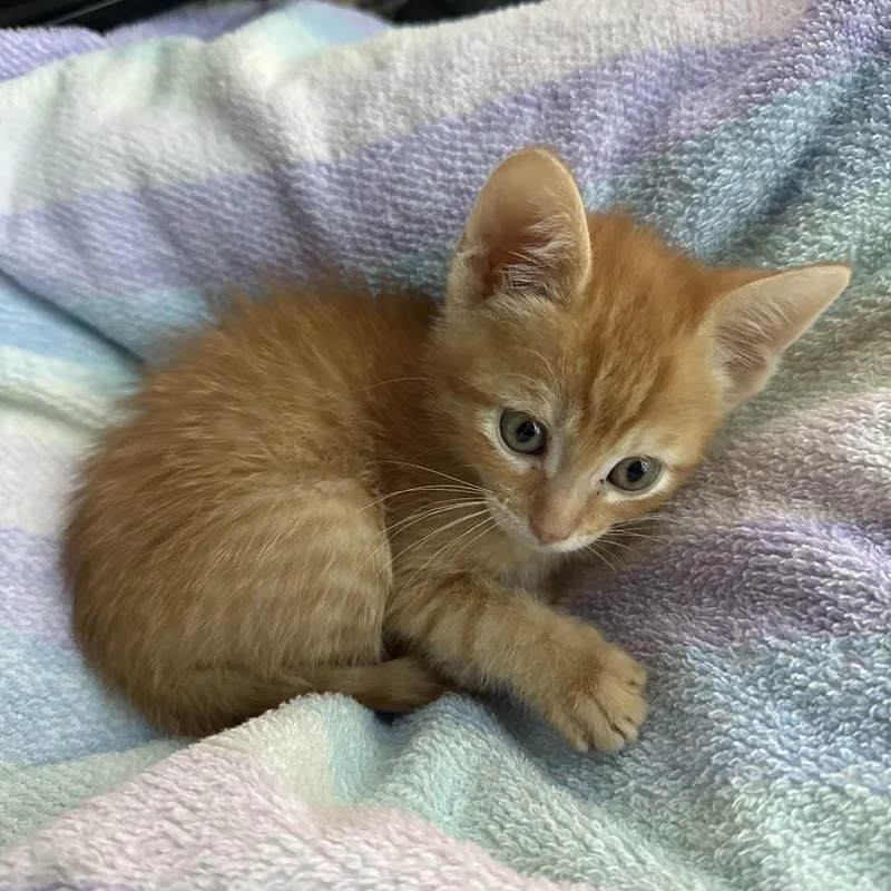Tangerine thumbnail 2