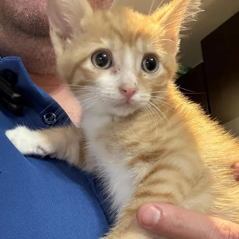 Tangerine thumbnail 4