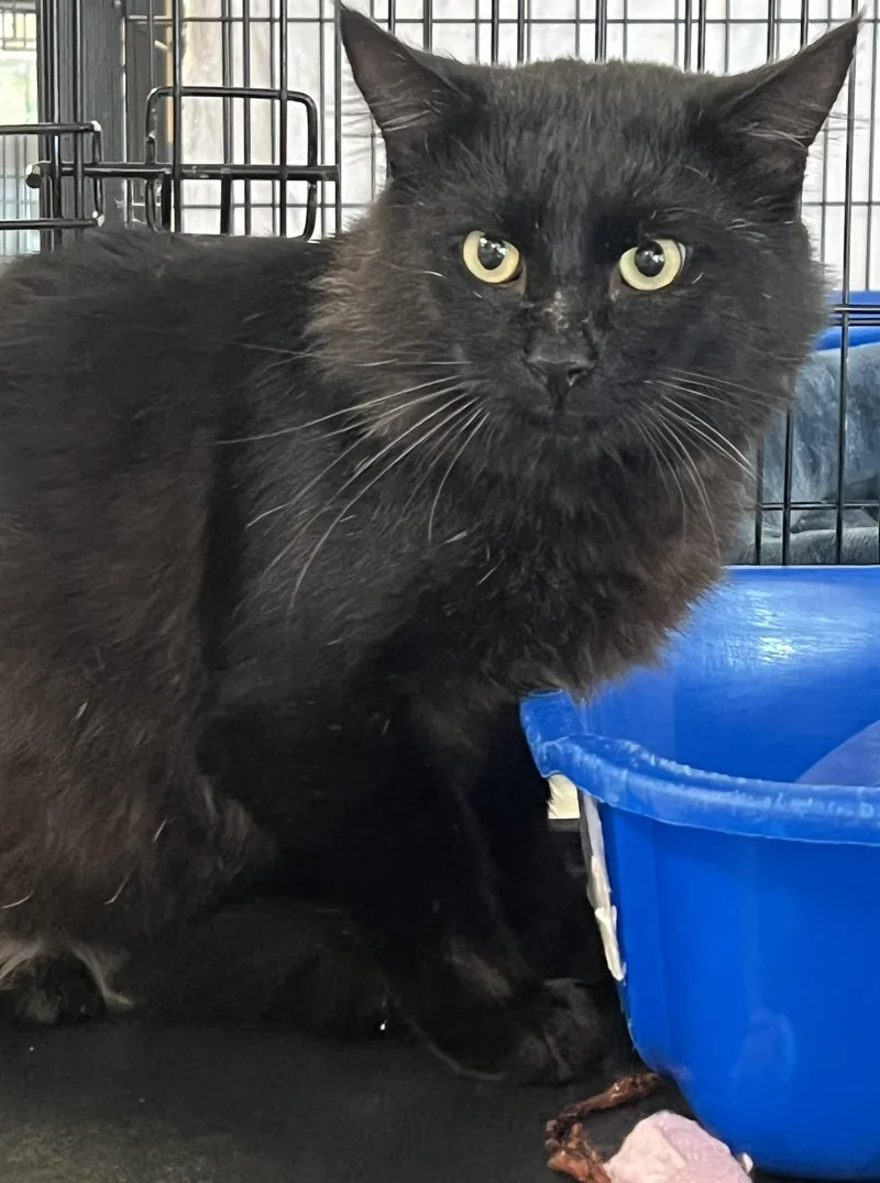 An adult medium-sized male Domestic Medium Hair cat named Juju for adoption in Johnston, RI