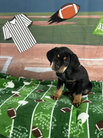 A baby medium-sized male Hound dog named Blitz for adoption in Burlington, WI