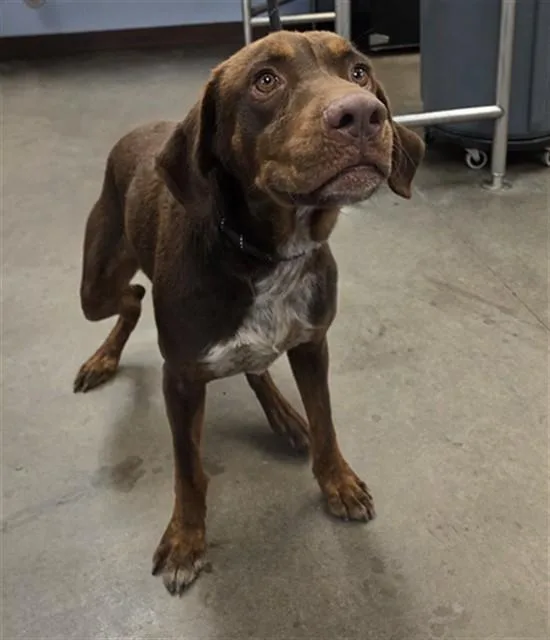 A young large-sized male Labrador Retriever dog named Wizard for adoption in Phoenix, AZ
