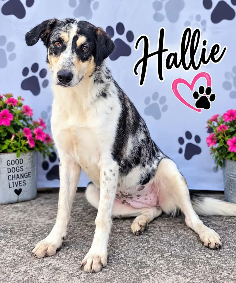 Hallie