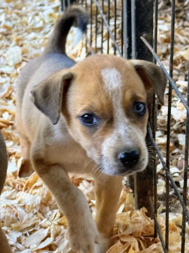 A young large-sized female Beagle dog named Junebug for adoption in Fosters, AL