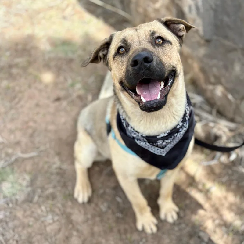 Arlo