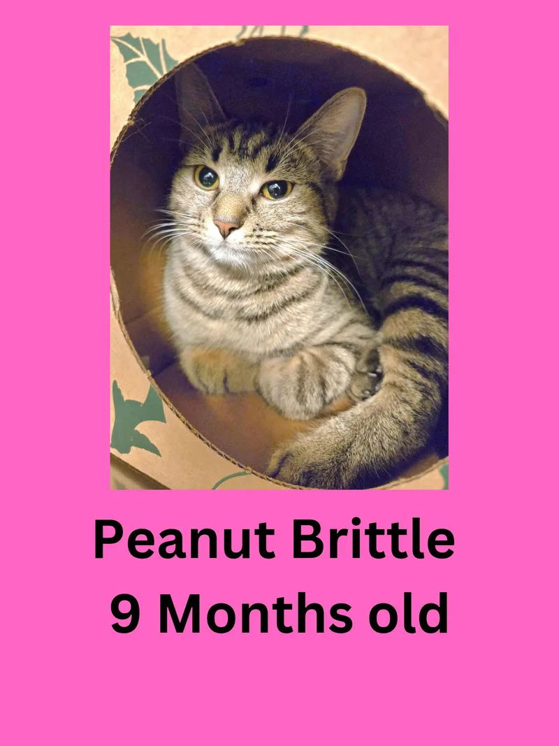 An adult medium-sized female Tabby (Buff / Tan / Fawn) Domestic Short Hair cat named Peanut Brittle for adoption in Ravenna, OH