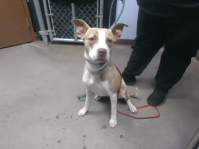 A young large-sized female Pit Bull Terrier dog named Dorinda for adoption in Phoenix, AZ