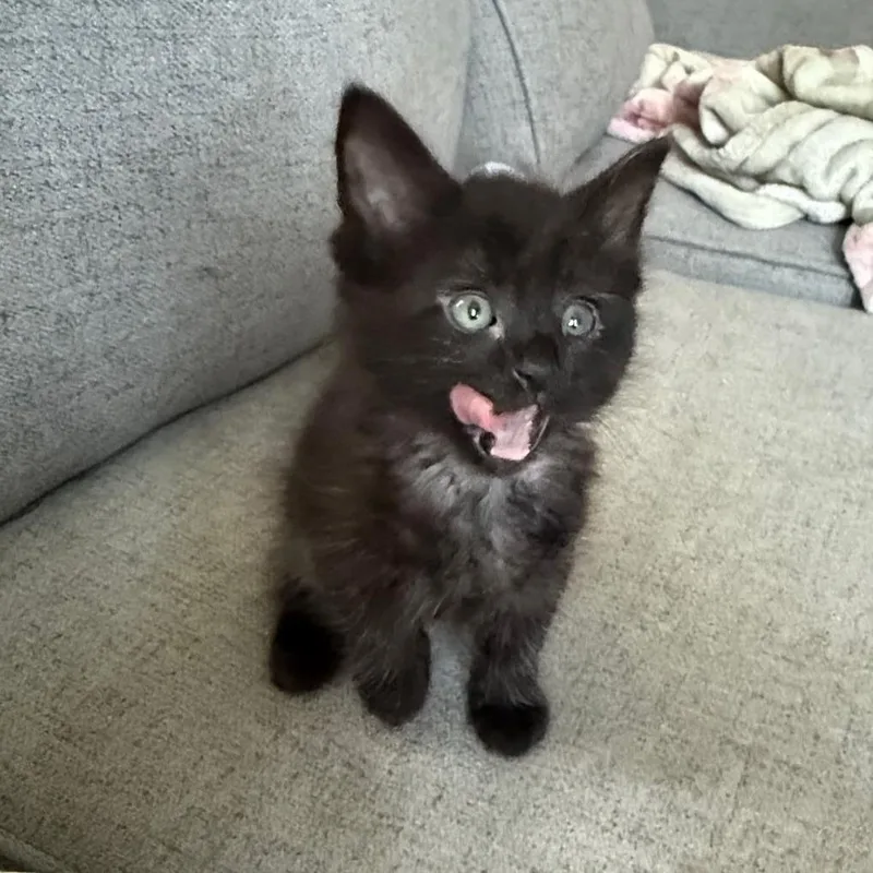 A baby small-sized male Black Domestic Medium Hair cat named Cosmos for adoption in Little Rock, AR