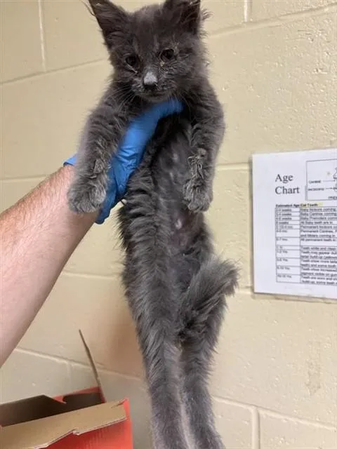 A baby small-sized female Domestic Short Hair cat named Helen for adoption in Sacramento, CA