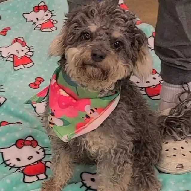 Penelope