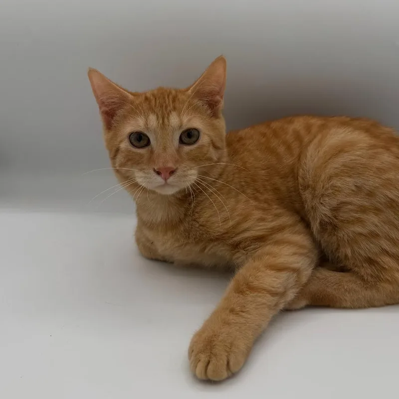 A baby small-sized female Domestic Short Hair cat named Andean for adoption in State College, PA