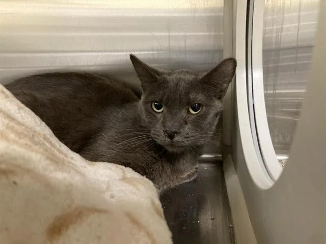 An adult medium-sized female Domestic Short Hair cat named Amber for adoption in Tustin, CA