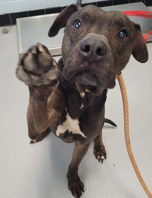 An adult medium-sized male Pit Bull Terrier dog named Pen C Old Man for adoption in Lawrenceville, GA