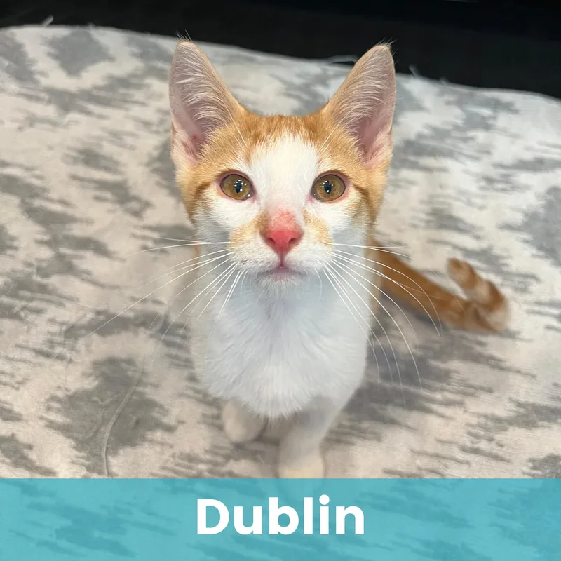 A baby medium-sized male Domestic Short Hair cat named Dublin for adoption in Rochester , NY