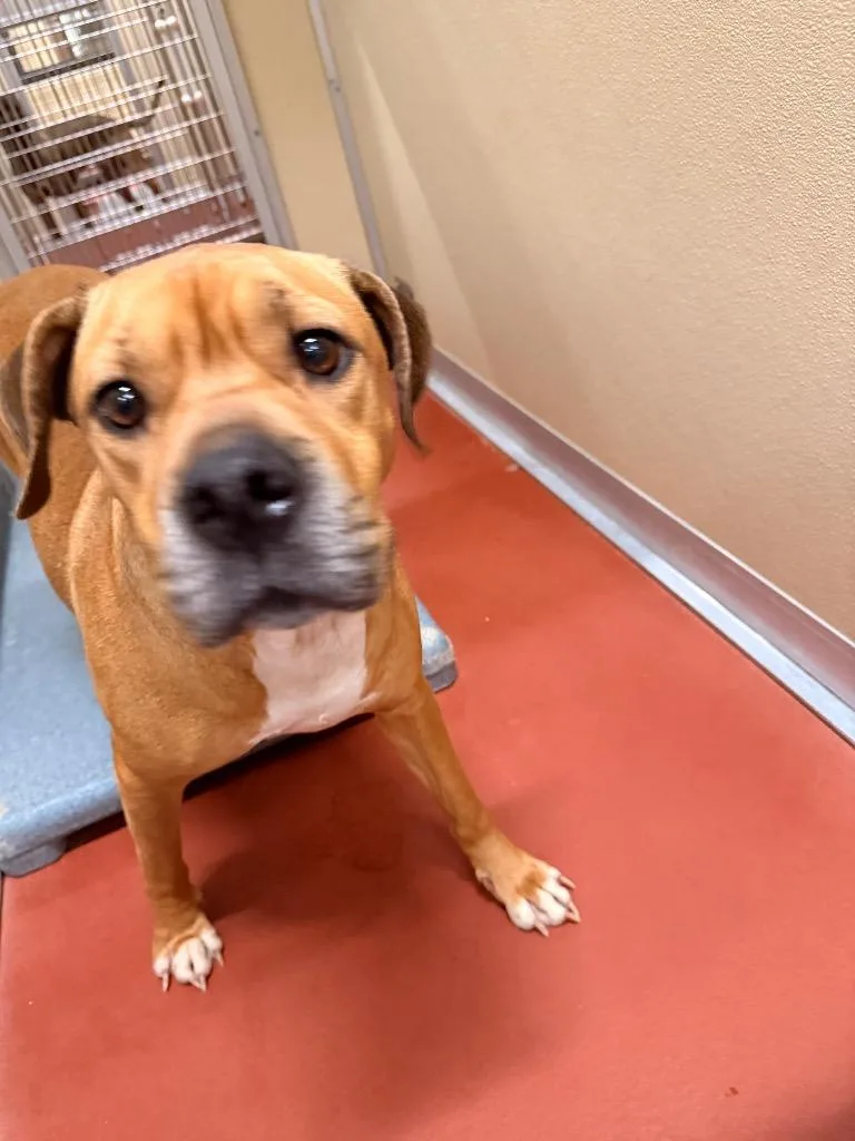 An adult medium-sized female Mixed Breed dog named Muffin for adoption in Douglasville, GA