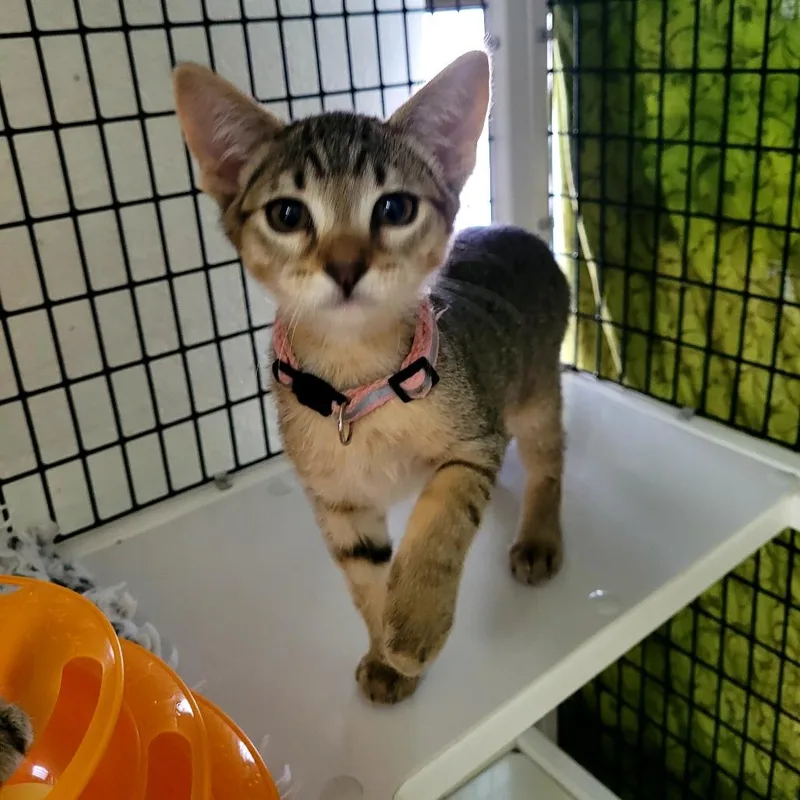 A baby small-sized male Domestic Short Hair cat named pink Scout for adoption in Allyn, WA