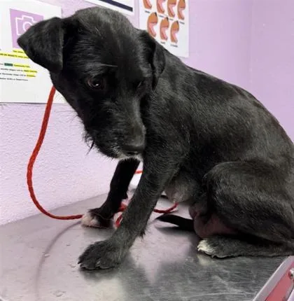 An adult medium-sized female Black Terrier dog named 60845526 for adoption in El Paso, TX