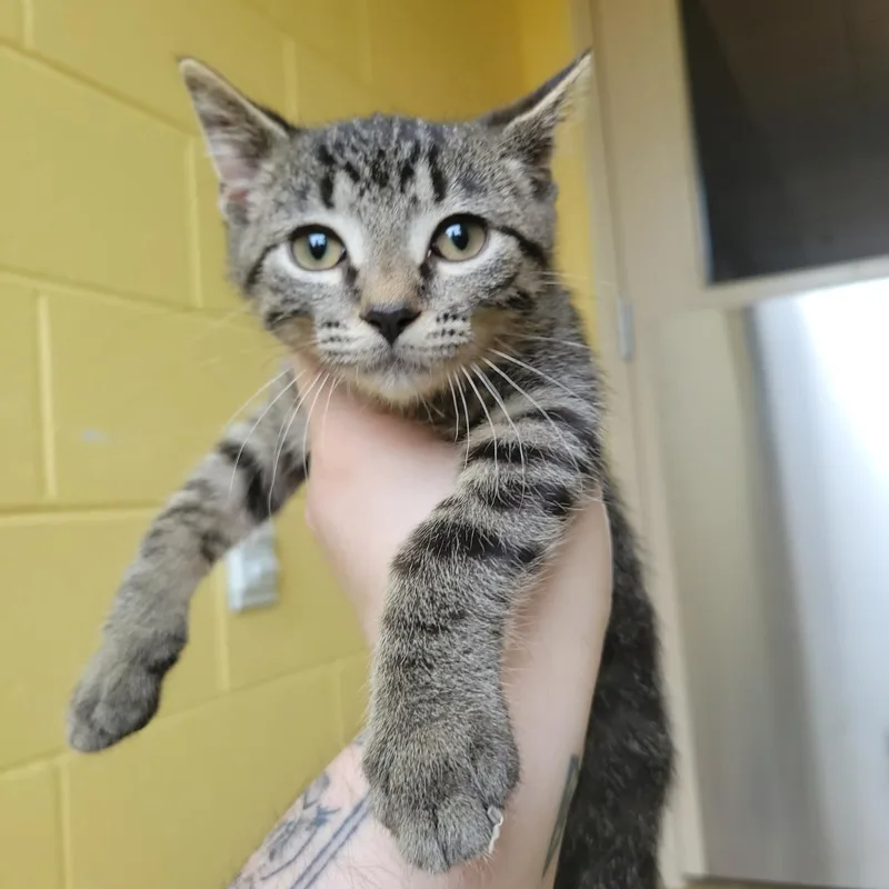 A baby medium-sized male Gray / Blue / Silver Domestic Short Hair cat named Dulcet for adoption in Plover, WI