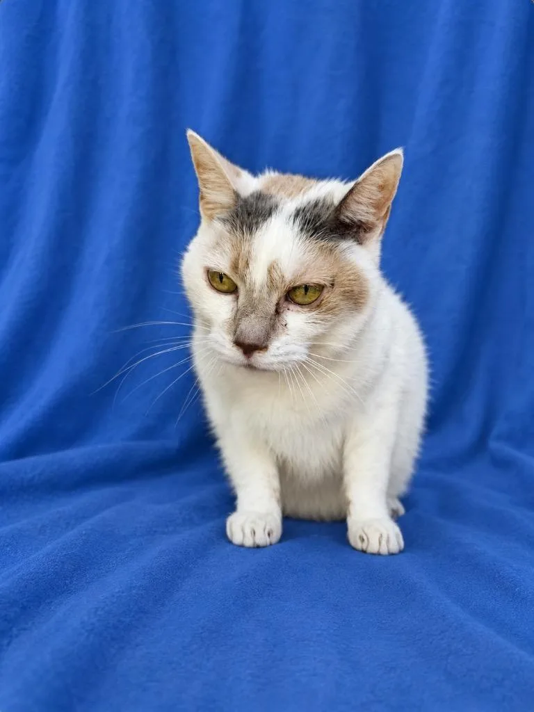 An adult small-sized male American Shorthair cat named Pancake for adoption in Ruston, LA
