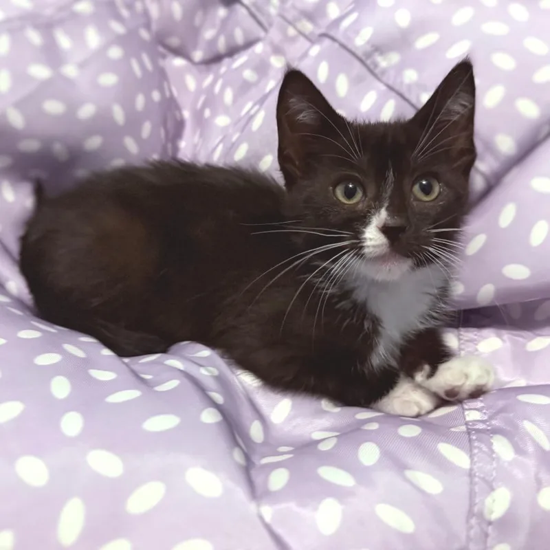A baby small-sized male Black Domestic Short Hair cat named Umbreon for adoption in West Olive, MI
